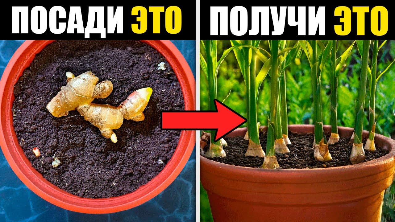 Как Вырастить ИМБИРЬ В Горшке И Собрать ГИГАНТСКИЙ Урожай.