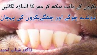 Goats and sheep age determination | Age detection with help of teeth |دوندے چوگے چھگے بکروں کی پہچان