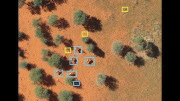 Interactive deep learning for animal conservation from above - Prof. Devis Tuia @EPFL