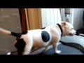 Annabella Staffordshire Bull Terrier running track стаффордширский бультерьер