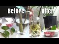 ZZ Plant Experiment - Growing Plants From Leaves