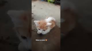 Download Lagu tor monitor cat #shortsfeed #cat #catlovers #musica #remix MP3