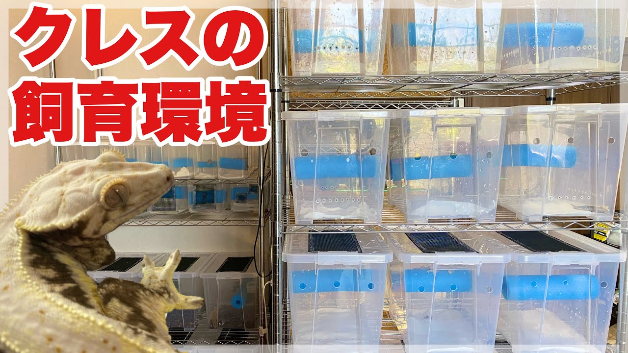 50匹以上クレスを飼育する男の飼育環境をご紹介します！ - YouTube