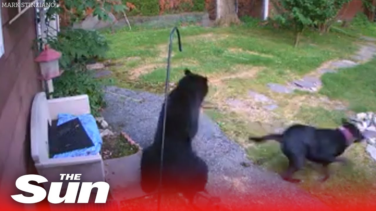 Brave dog defends family home from black bear YouTube