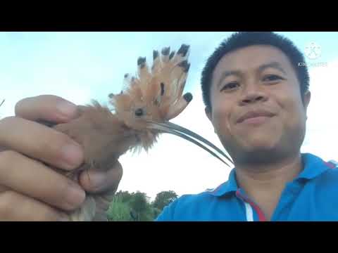 วีดีโอ: นกหัวขวานขนอ่อนกินอะไร?