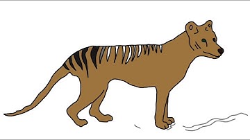 Amelia Tasmanian Tiger