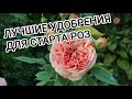 Срочно кормим РОЗЫ. Лучшее удобрения для старта роз.