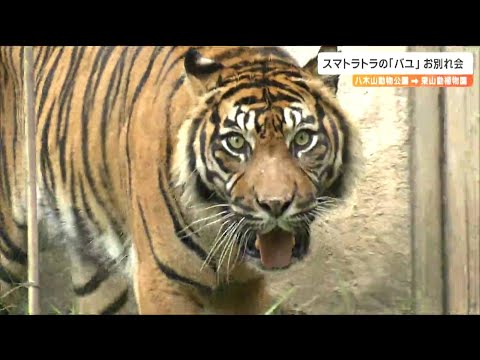 絶滅危惧種スマトラトラ「バユ」お別れ会で“特別なごちそう”普段は馬肉のところを…　仙台から名古屋へ引っ越し