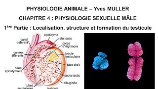 Descente testiculaire