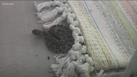 How to protect yourself from a snake | KVUE