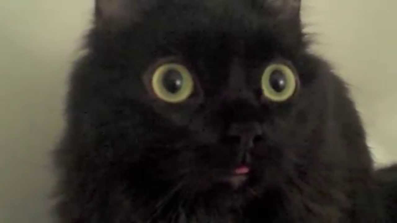 Shortybrand Automatic Stamp Licker! YouTube