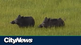 Canadian wild pigs raises concern down south