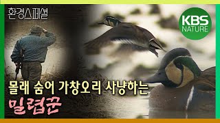 몰래 숨어 가창오리 사냥하는 밀렵꾼 [환경스페셜-가창오리의 겨울이 불안하다] / KBS 20130320 방송