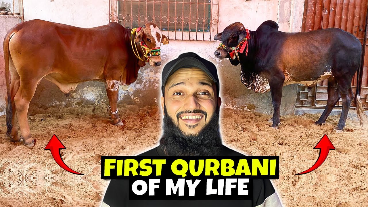 Finally Qurbani k lye janwar khareed liye 🥹 Emotional Moments - Qurbani 2025