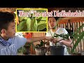 Plant Hunting in Tubigon | OMG! Sir JT Chopped the Monstera Laniata Plant!