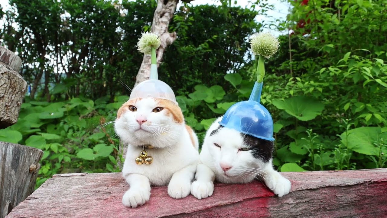 値下げしました 幸せのねこ「かがやきねこ」F4 ネギ坊主 のせ猫 220623 - YouTube