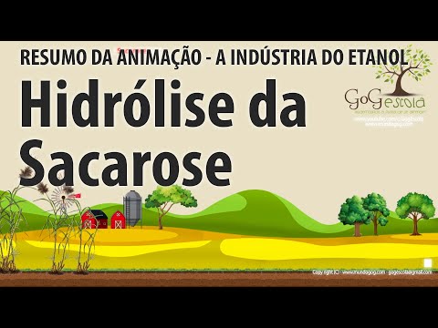 Hidrólise da Sacarose - Como a sacarose é dividida em glicose e frutose