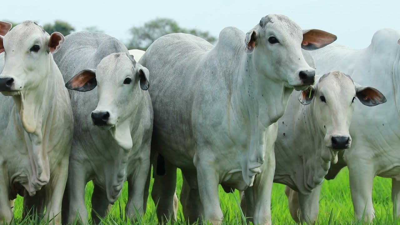 Genética Aditiva   Seleção Fêmea