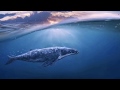 Звуковая медитация с китами | Sound meditations with whales