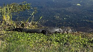 Orlando Wetlands Park Tour 2023 | New Cypress Boardwalk, Alligators, Birds &amp; More!
