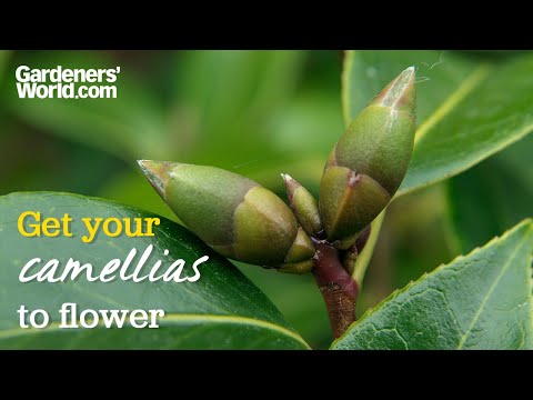 Video: Důvody, proč kamélie nekvetou: Naučte se, jak přimět kamélie kvést