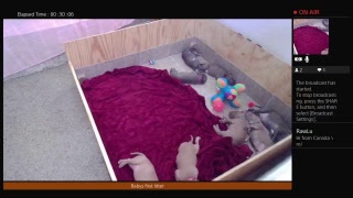 Baby's puppies 21 days Live  Broadcast pit bull Puppies