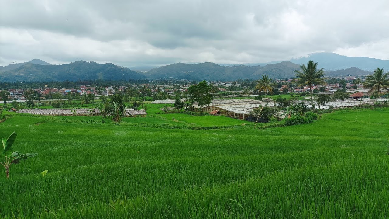 Petani kampung bunga potong cianjur. ternyata duit semua