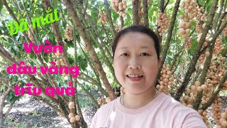 Đã Mắt Vườn Dâu Vàng Trĩu Quả | Too much fruit #mientay #fruit #garden