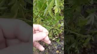 pt3 sweet Fire Lemmangnesia breed harvest Croptober...mauvember autumnal UK guerrilla grow Genetics🦄