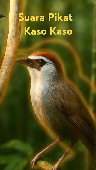 Suara Pikat Burung Kaso Kaso