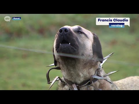 Schapenboer Theo en zijn ?Turkse Kangals? onder vuur