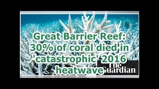 24h News - Great Barrier Reef: 30% of coral died in 'catastrophic' 2016 heatwave