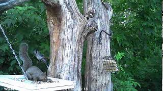 Squirrel vs BlueJay