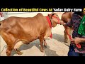Collection of Beautiful Cows At Yadav Dairy Farm,Gosaiganj,Lucknow/यंहा पर मिलेगी दूधारू शानदार गाय👌