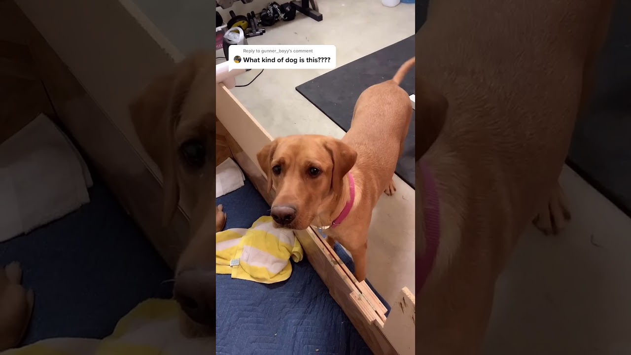 Cute fox red lab puppies 