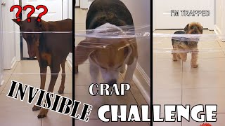 My dogs react to the invisible challenge! 2022 dogs reaction 😆