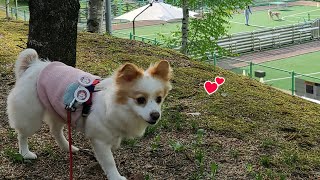 우리집 강아지가 더 신나는 골든위크!(Golden Week is more exciting for my dog!)