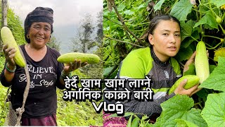 सारै मिठो अर्गानिक कांक्रो बारी vlog miragurung