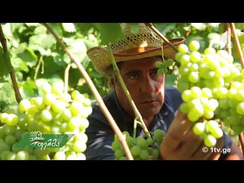 #არტიშოკი ატენური ანაბეჭდი - ცნობილი ადამიანი აგროამპლუაში