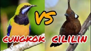 masteran cililin vs cungkok jernih durasi panjang 1 jam.