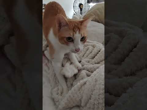 #catie #animal #catvideos #cat #adorablecat #catlover #littlecat #catty #cute #purring #kneading