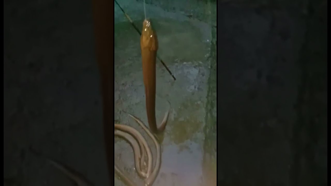 BELUT PIRANG MONSTER
Mancing belut monster
Mancing belut