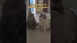 Are you a creep too ?🧐🤨 #shorts #cats