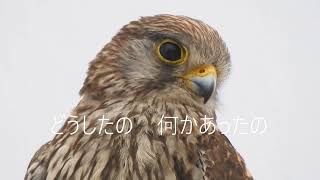 common kestrel 　2022 06 20　チョウゲンボウ　カラスとバトルその後