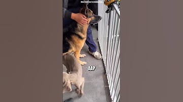 Dog’s Littelly Cried When His Owner Left Him Behind😰