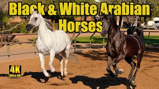 White Arabian Horse & Black Arabian Horse Run Free!