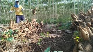 Bukan musim hujan aja yang mantelan musim uler bulu pun mantelan