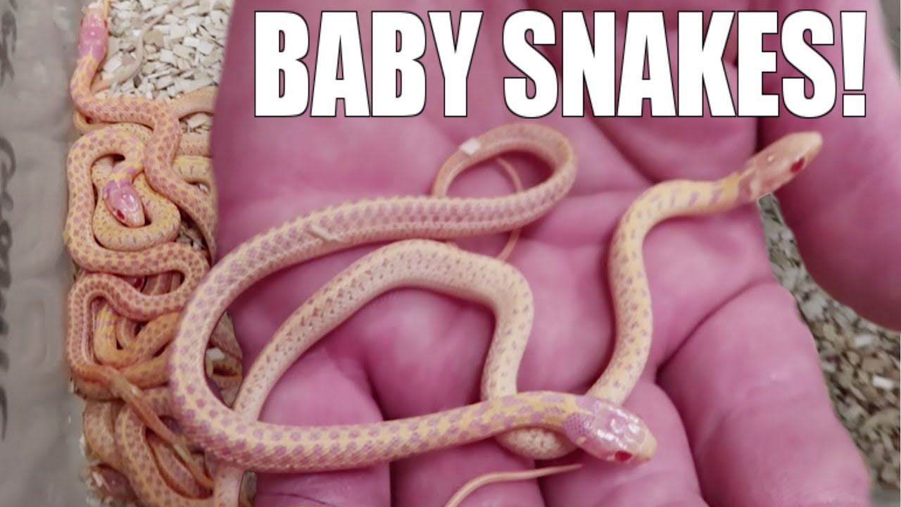 vlogs in spanish NEW BABY SNAKES BORN!!! NOAH MISSED HIS FLIGHT! OH NO!!| BRIAN BARCZYK