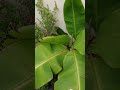 Banana plants provide several environment benefits #shortvideo #viralshort #entertainment #natural