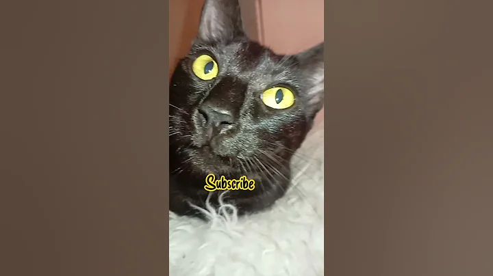 Video 11840381: savannah cats kittens, black savannah cat